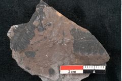 Foto (Detailansicht) von Neuropteris sp.  (NHMW-GEO-2024-0188-10711)